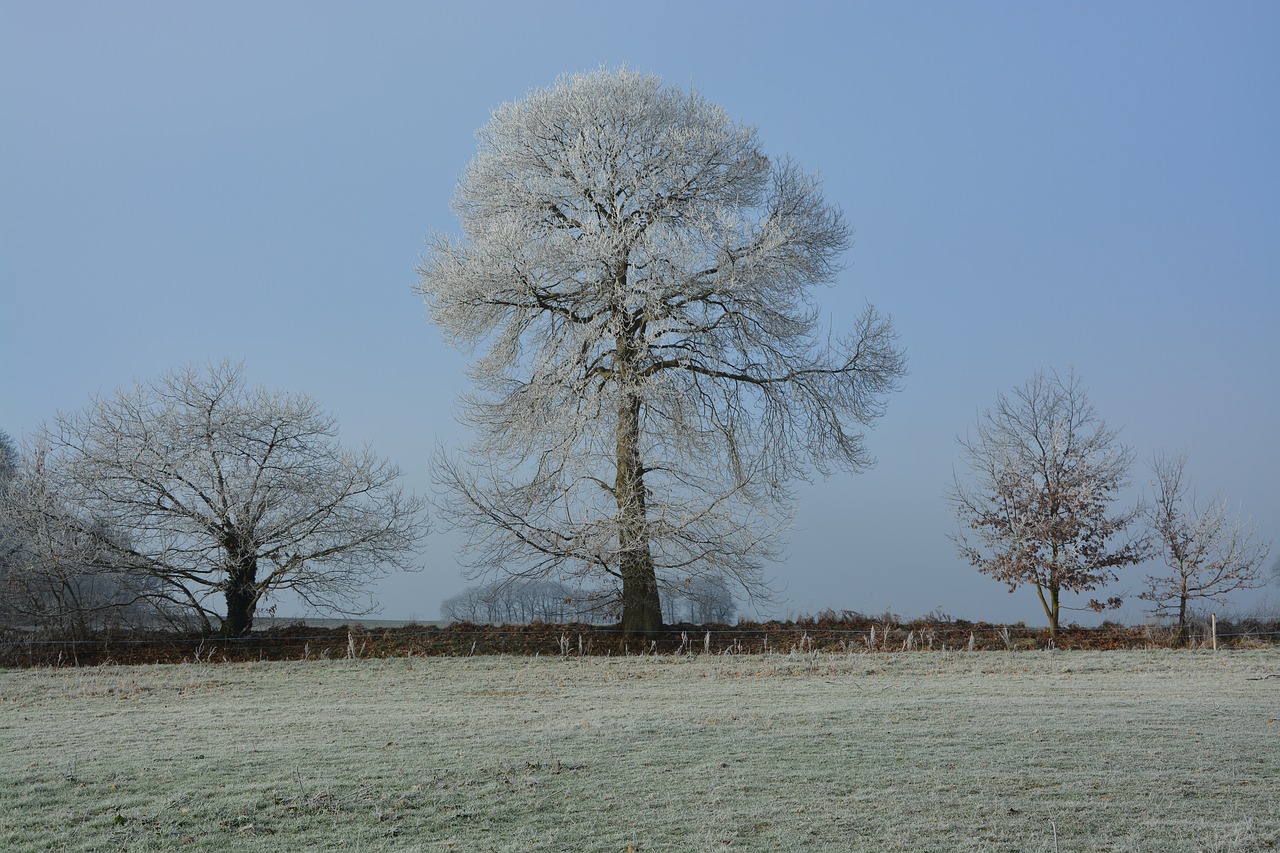 tree frost nature free photo