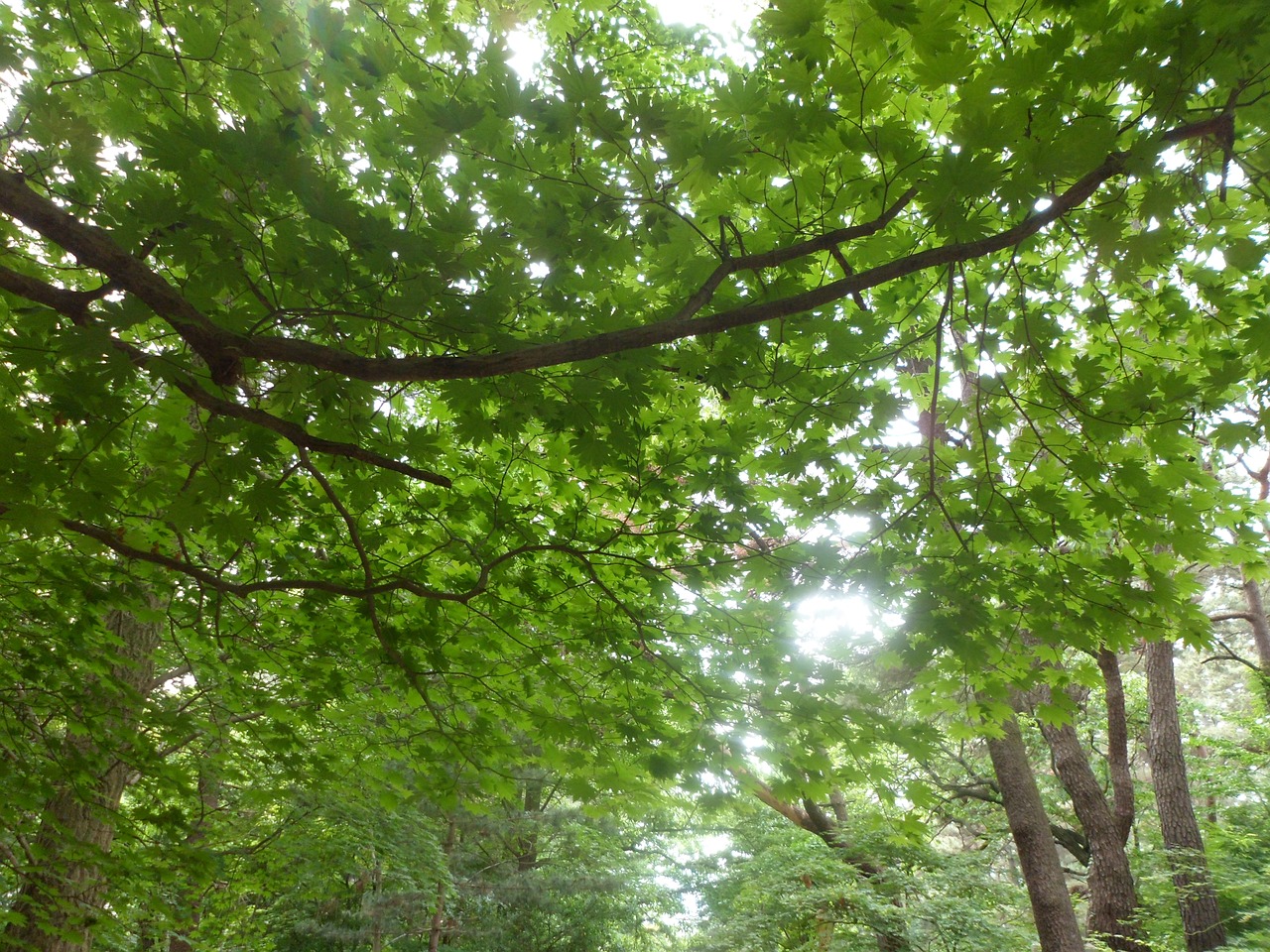 tree branch nature free photo