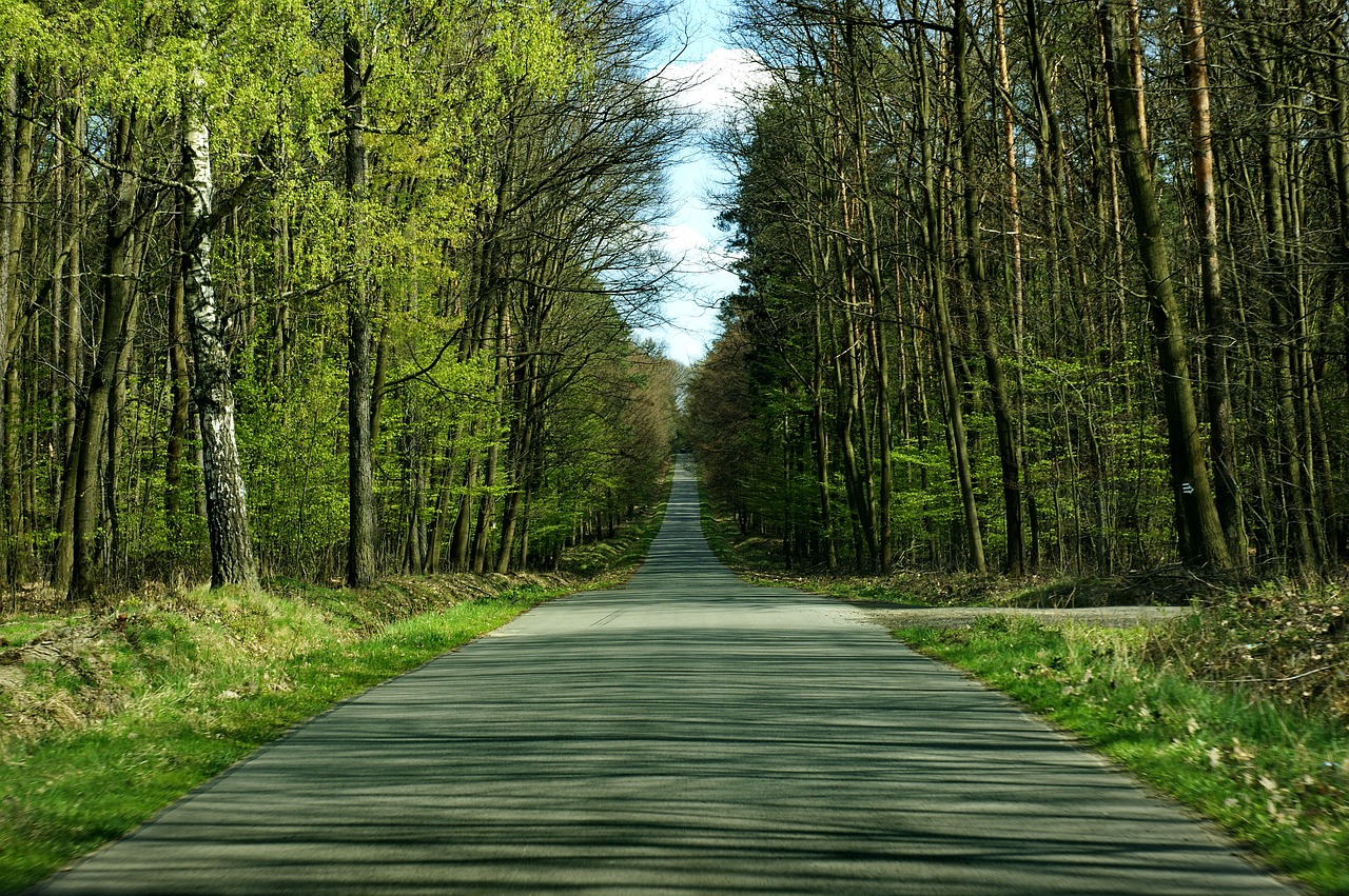 tree forest landscape free photo