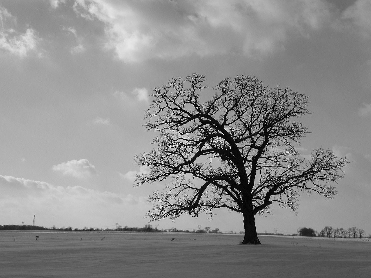 tree field black free photo