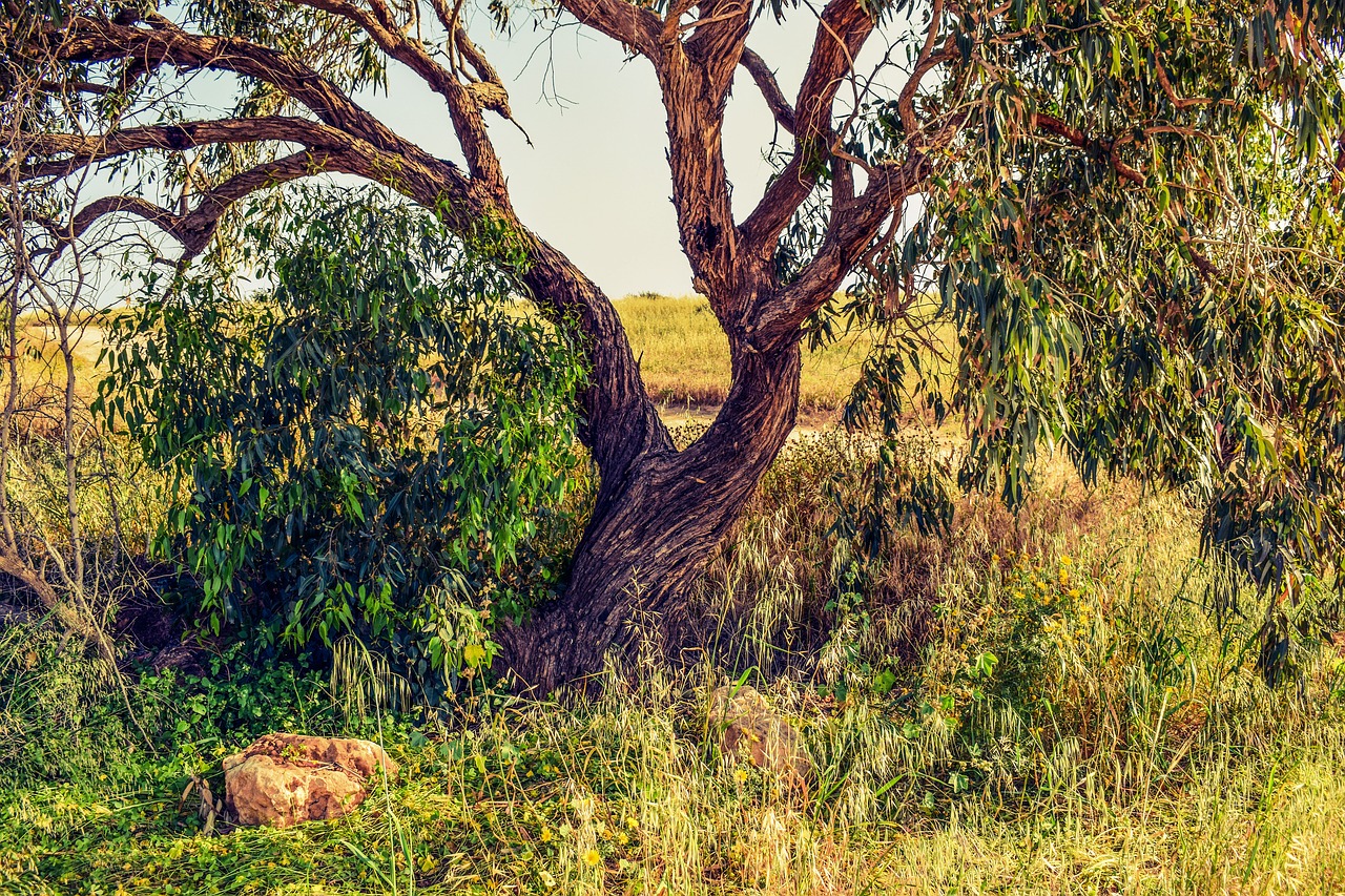 tree trunk branch free photo