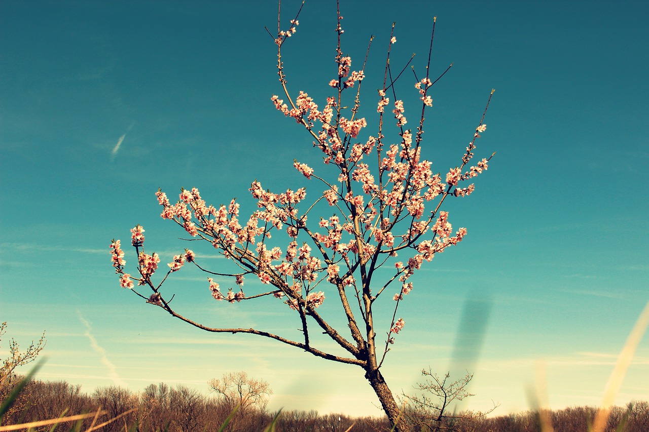 tree blossom buds free photo