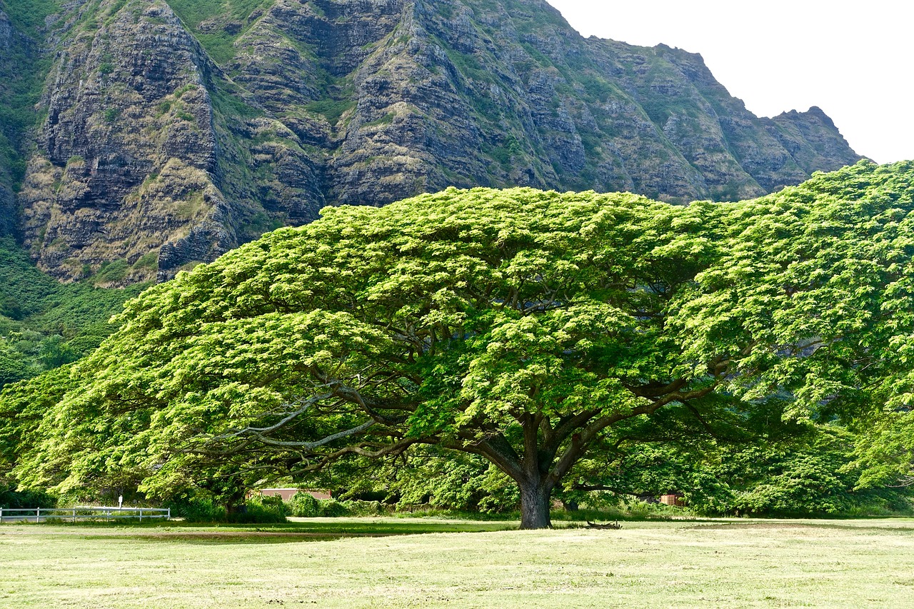 tree monkeypod hawaii free photo