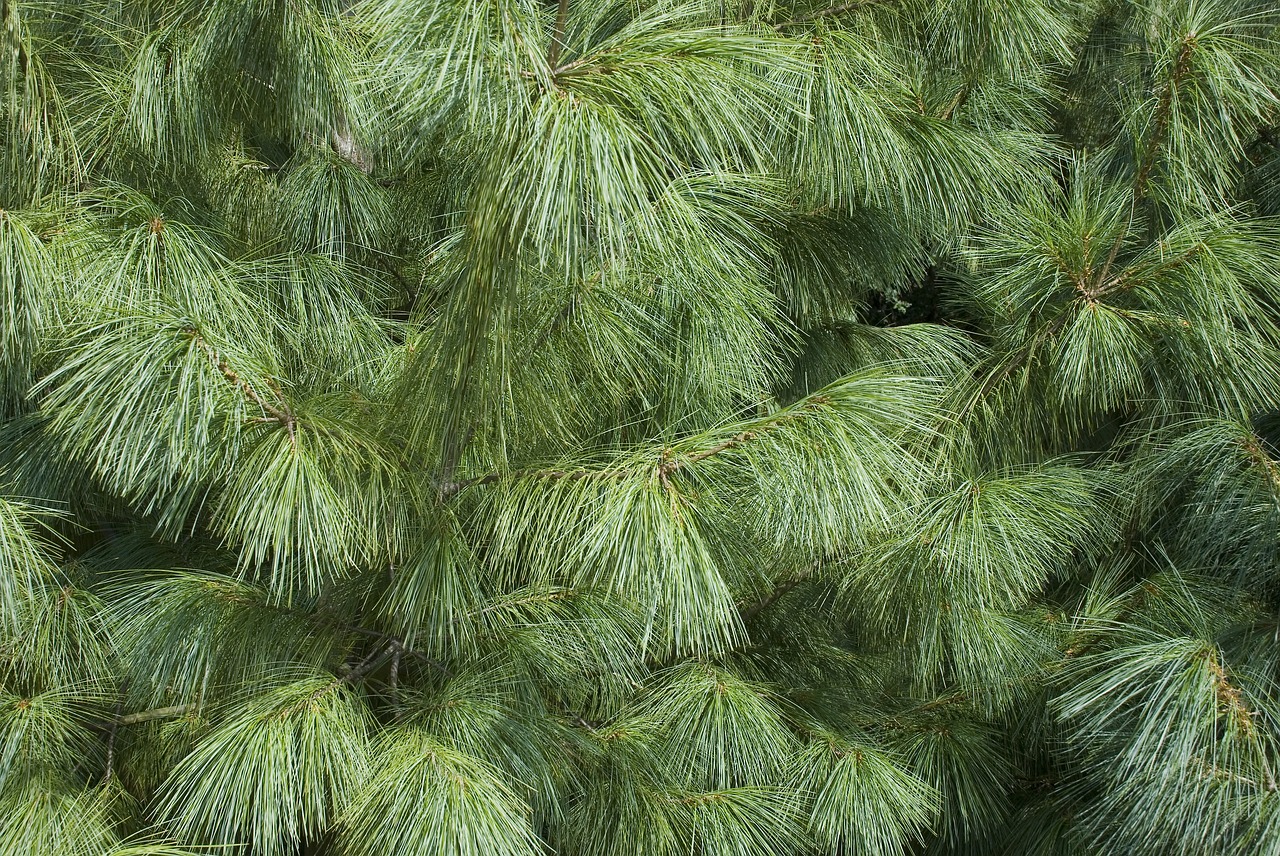 tree conifer needle free photo