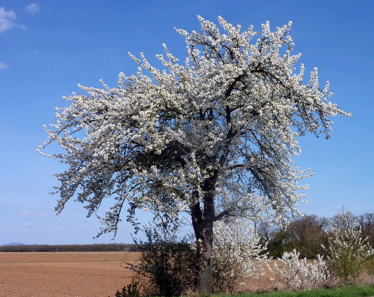 tree cherry spring free photo