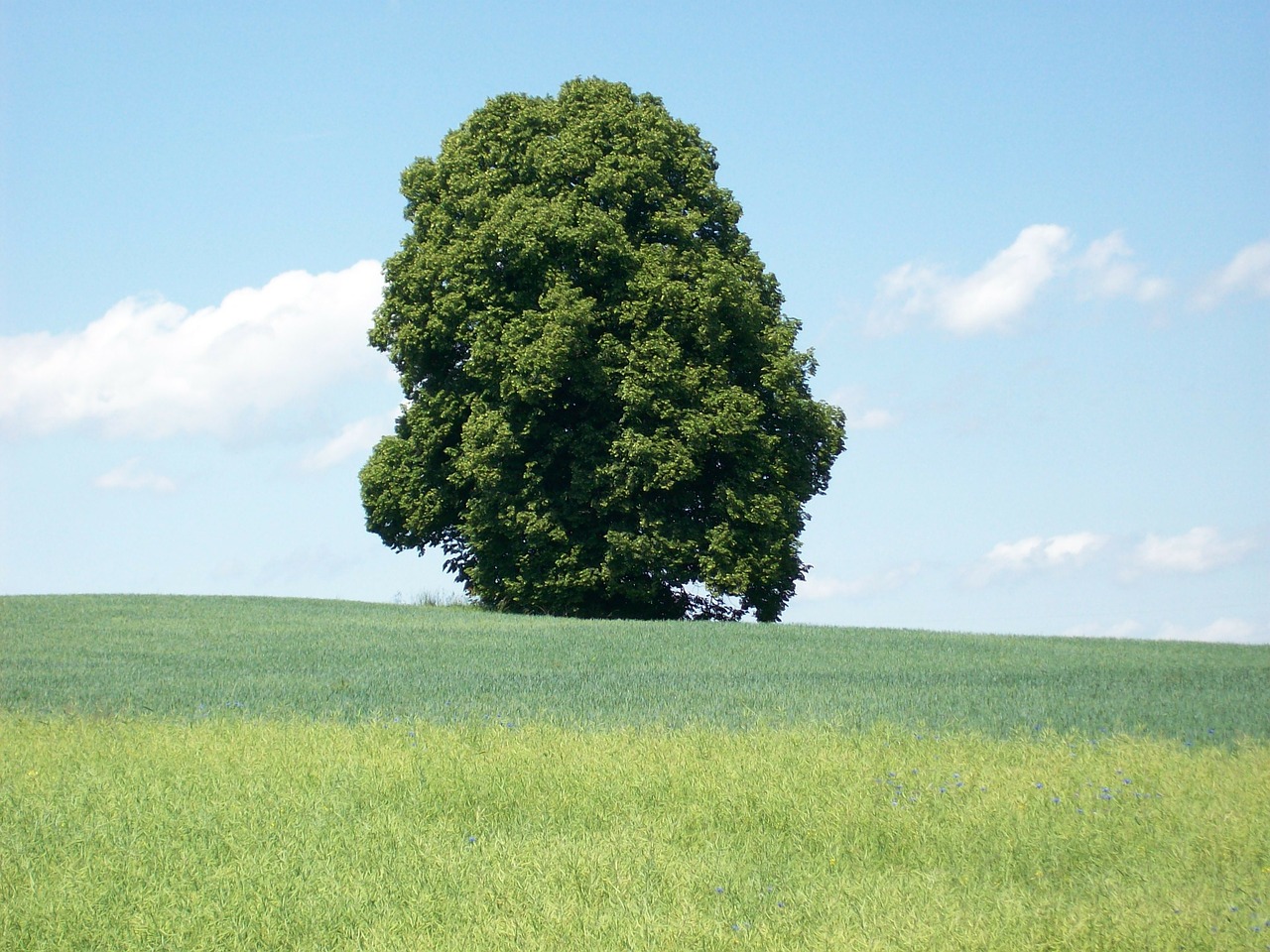 tree meadow landscape free photo