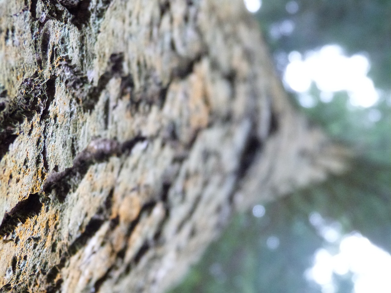 tree bark trunk free photo