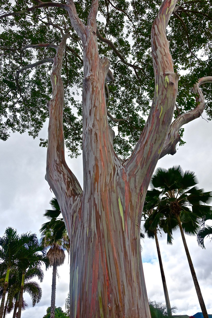 tree trunk eucalyptus free photo