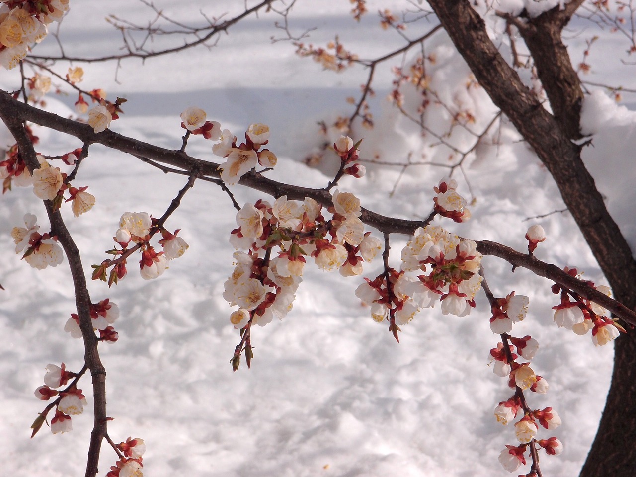 tree apricot element free photo