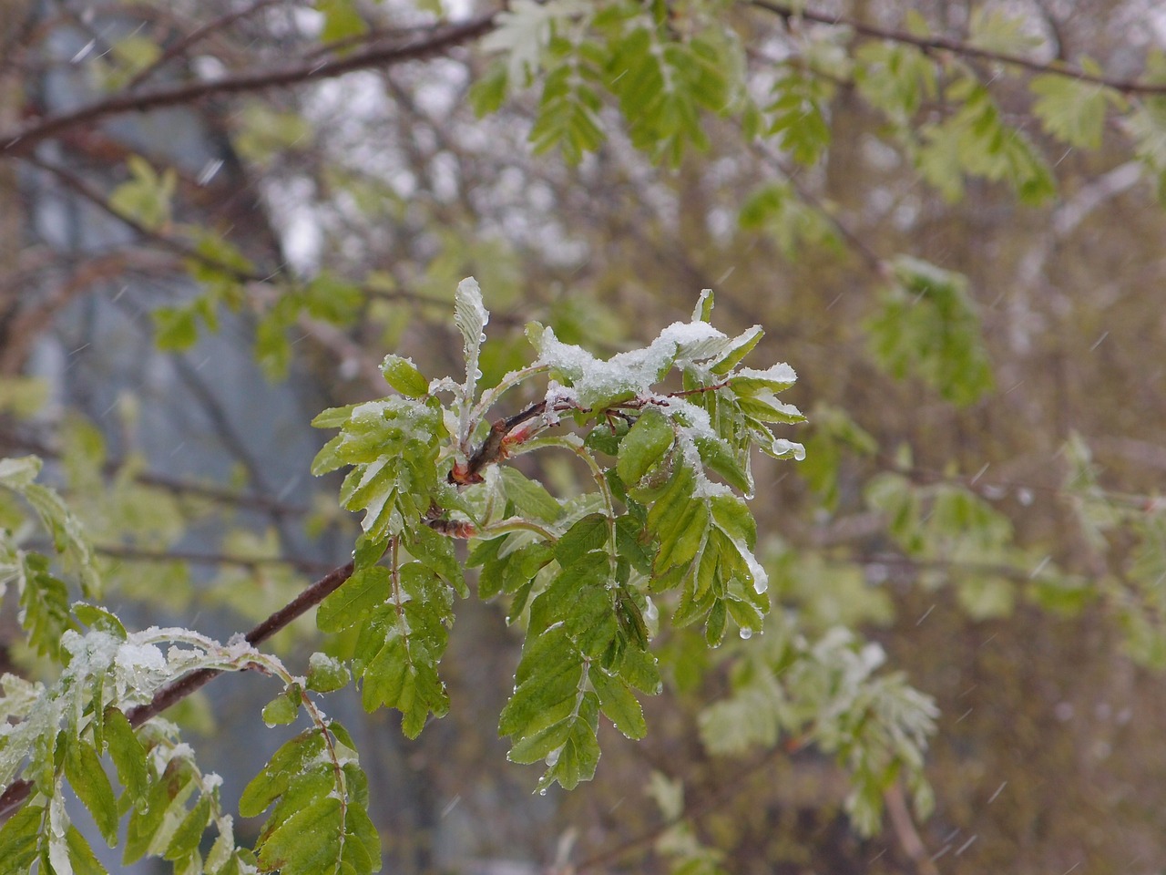 tree rowan element free photo