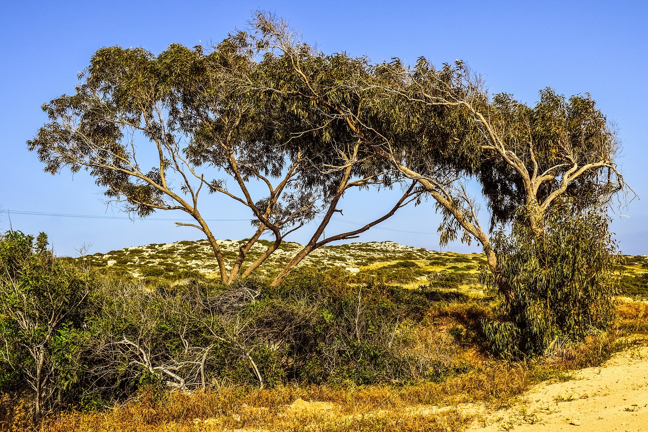 tree nature landscape free photo