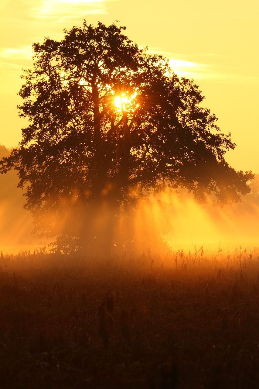 tree sunrise morning free photo