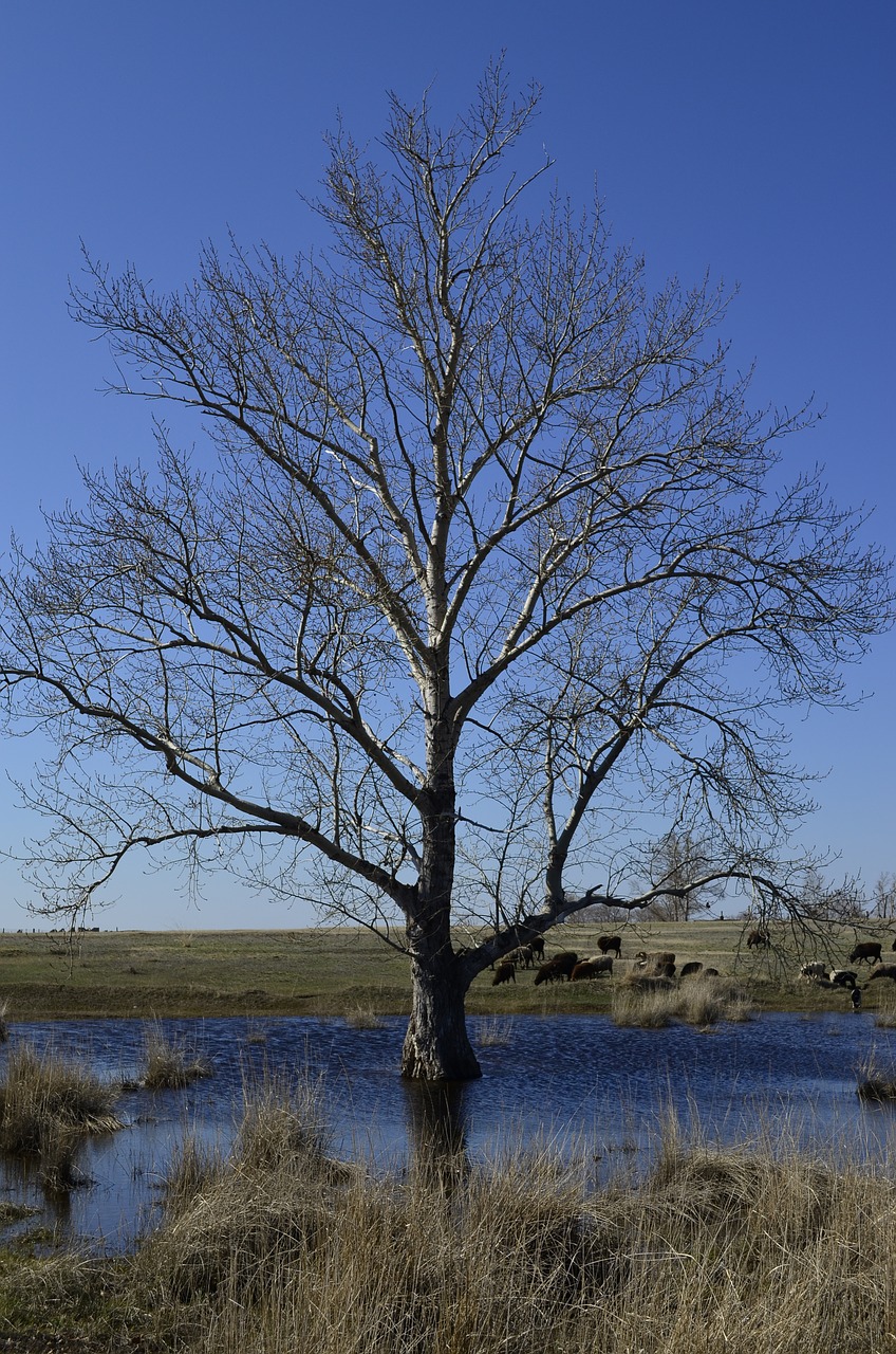 tree nature blue water free photo