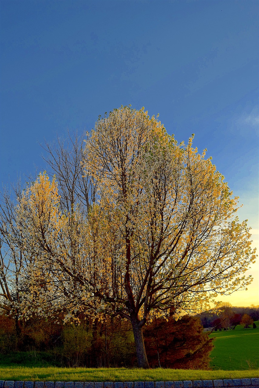 tree bloom spring free photo