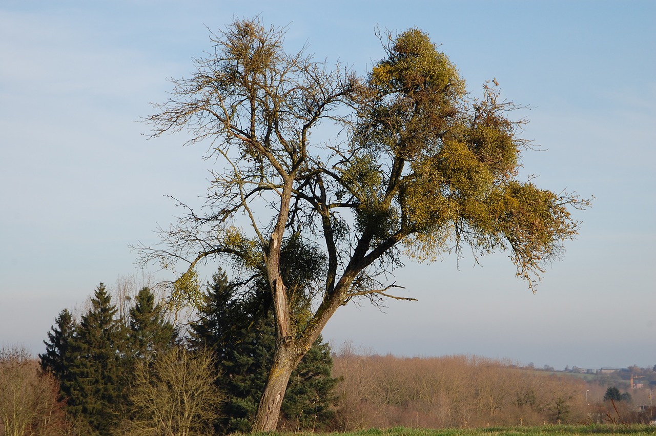 tree nature winter free photo