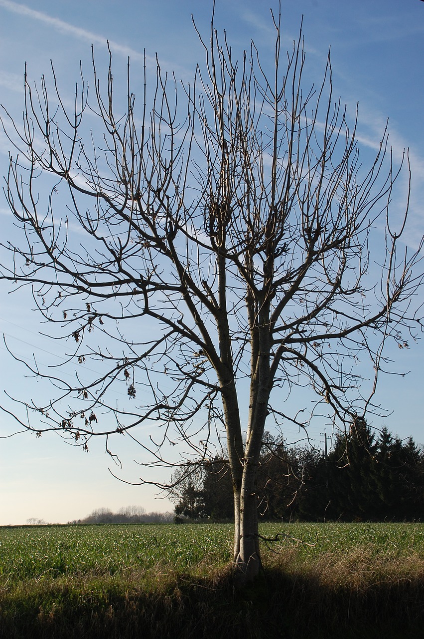 tree nature winter free photo