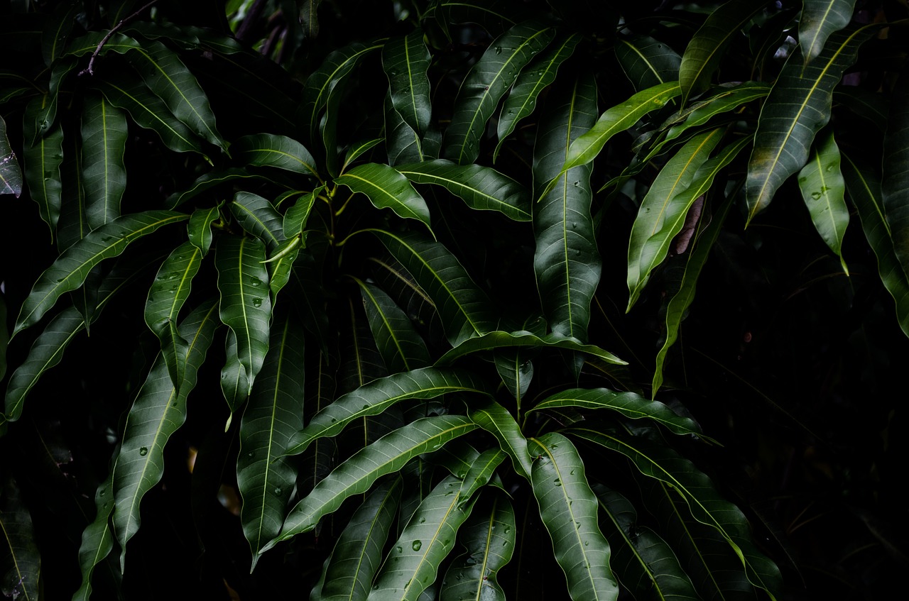 tree leaves mango free photo