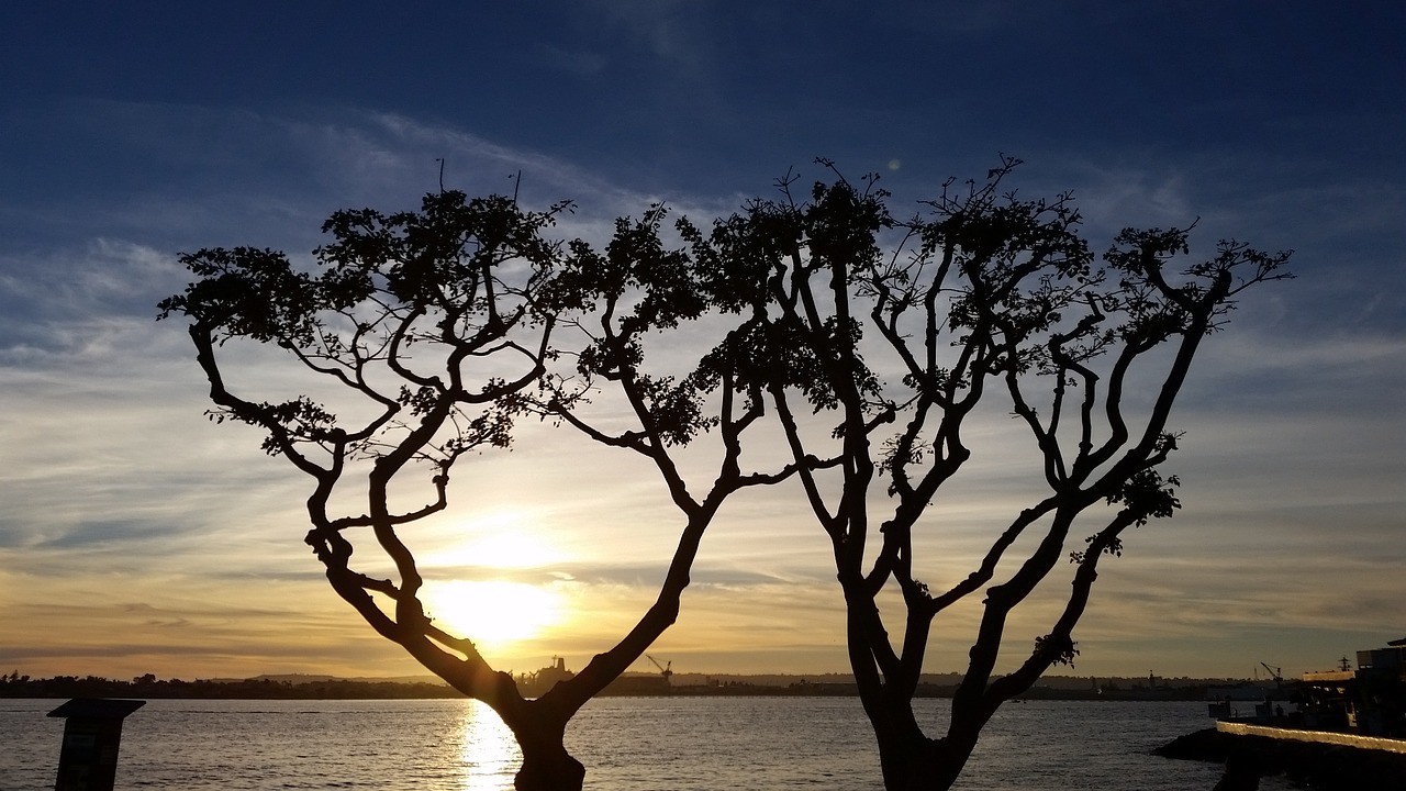 tree sunset nature free photo