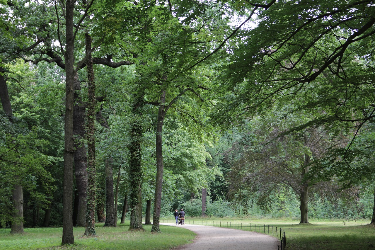 tree forest germany free photo