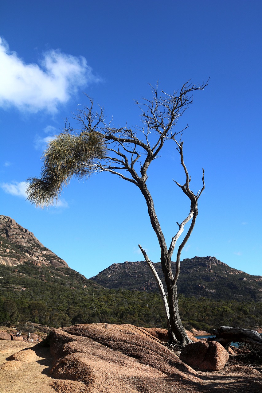 tree bank landscape free photo