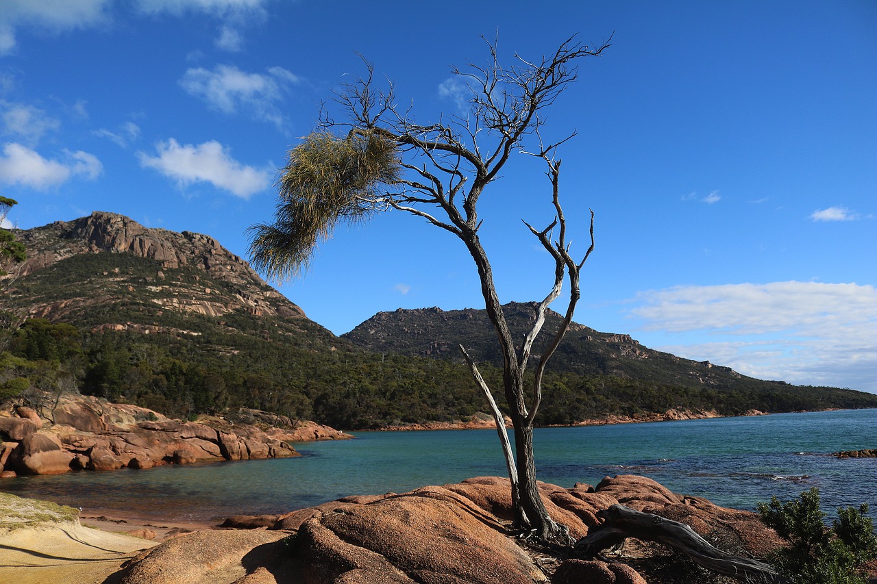 tree bank landscape free photo