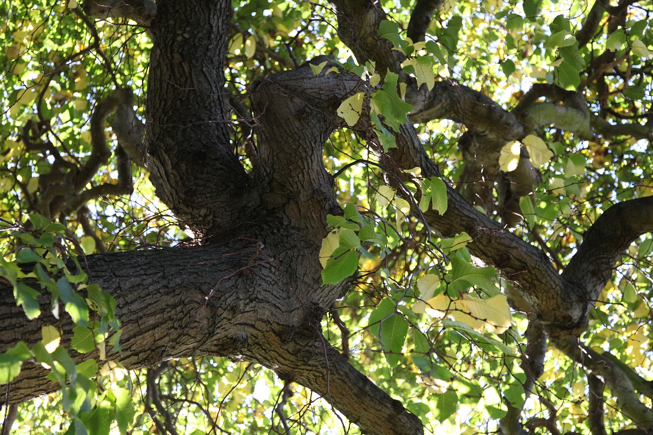 tree leaves plant free photo