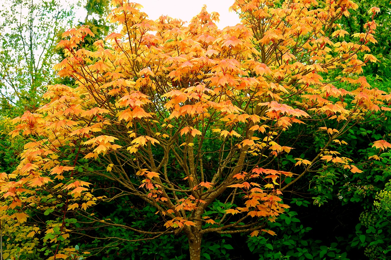 tree leaves nature free photo