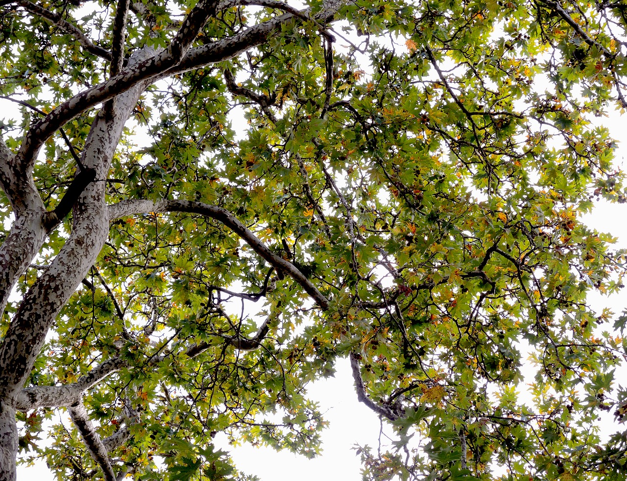 tree green nature free photo