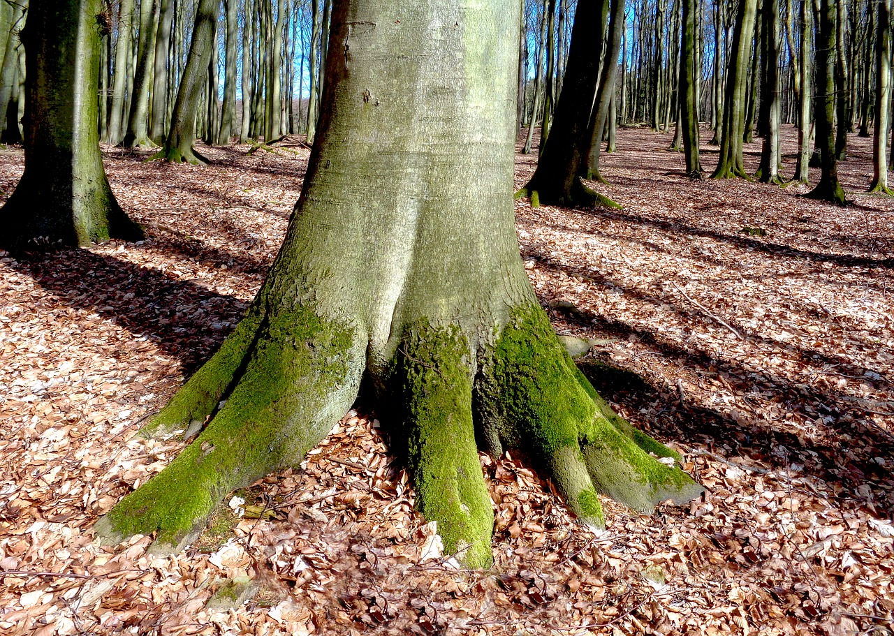 tree beech forest free photo