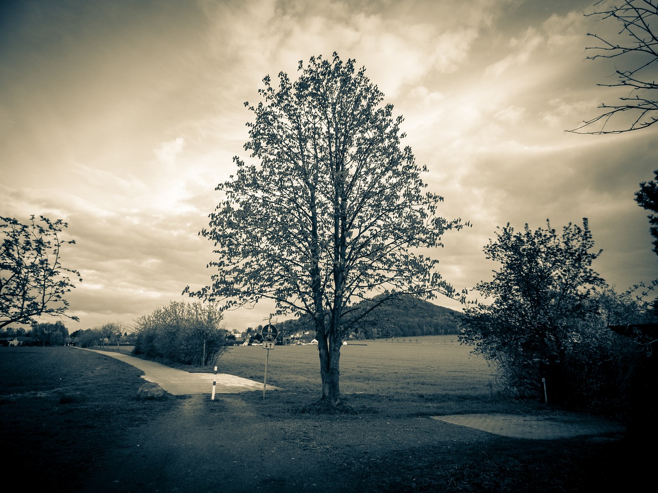 tree sky landscape free photo