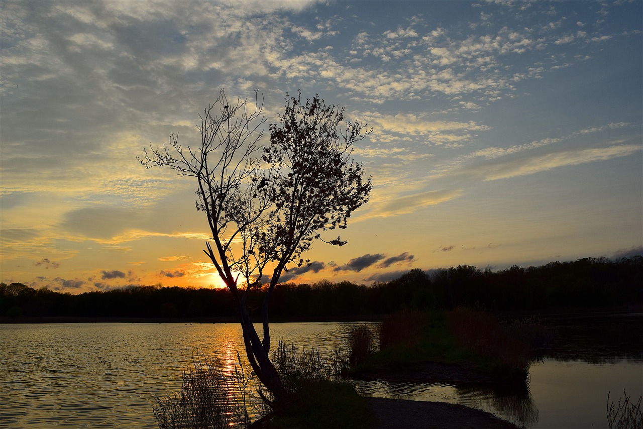 tree sunset lake free photo