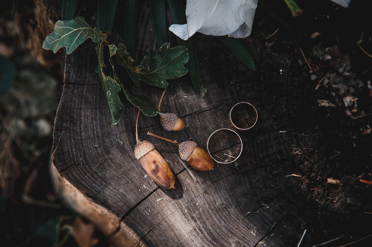 tree wedding rings acorns free photo