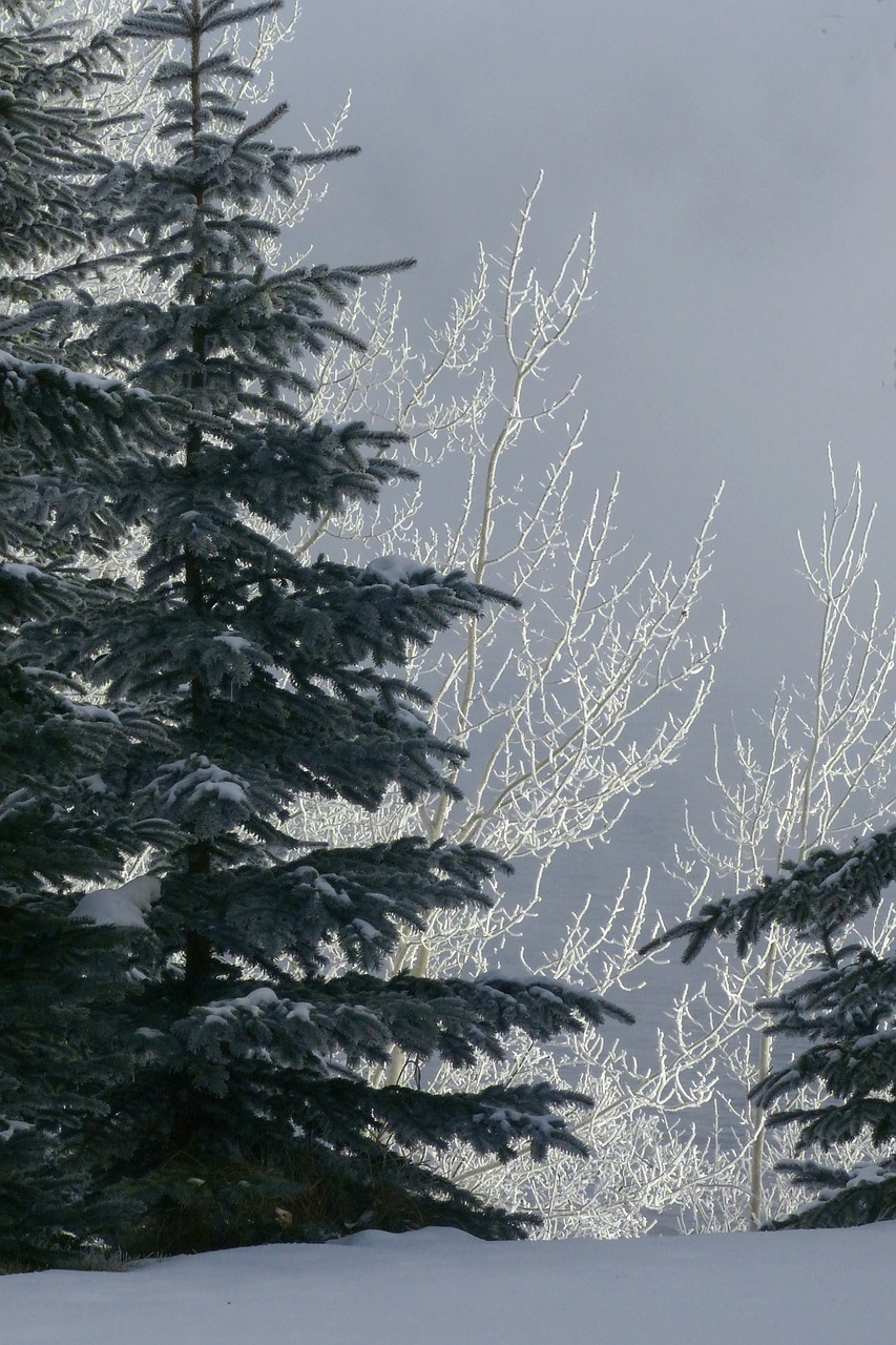 tree fir hoarfrost free photo