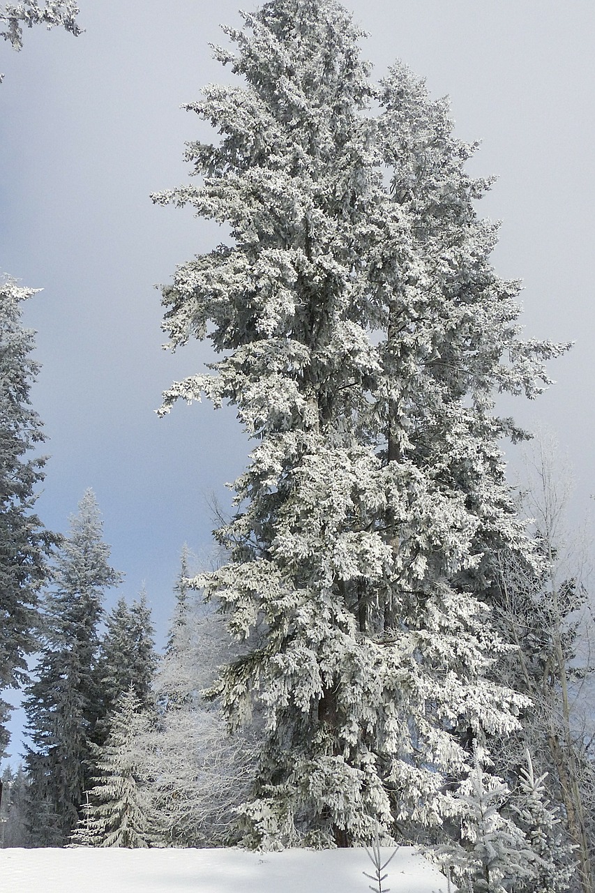 tree fir hoarfrost free photo