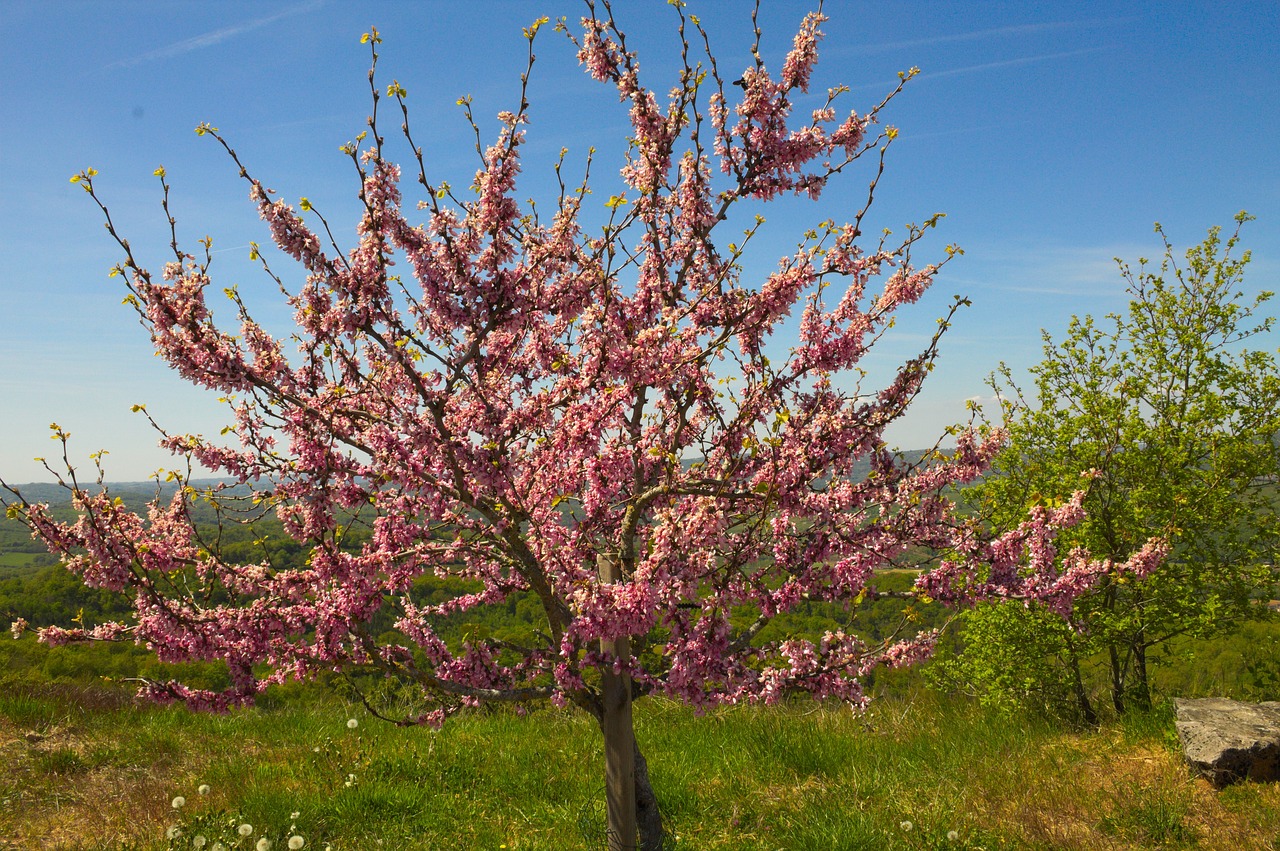 tree pink spring free photo