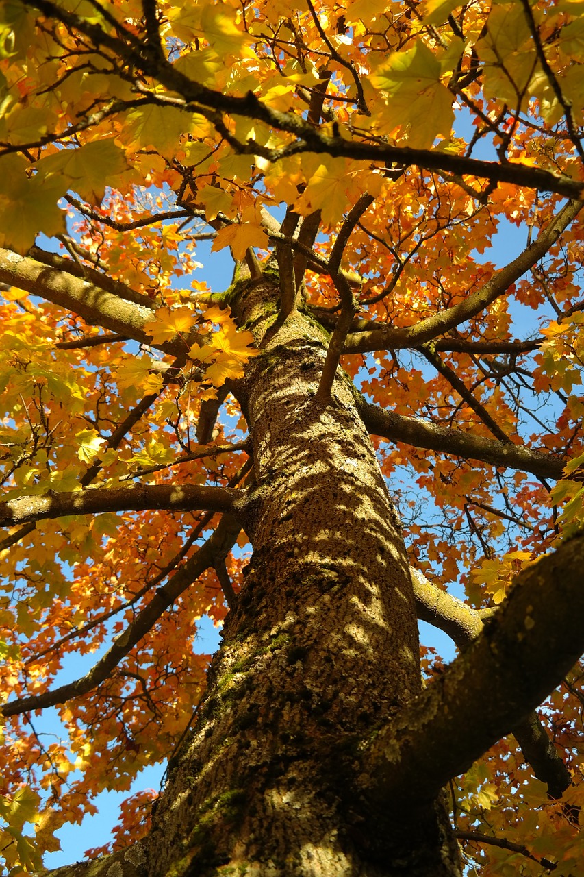 tree log maple free photo