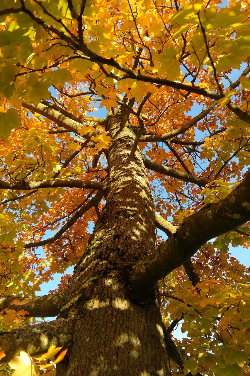 tree log maple free photo