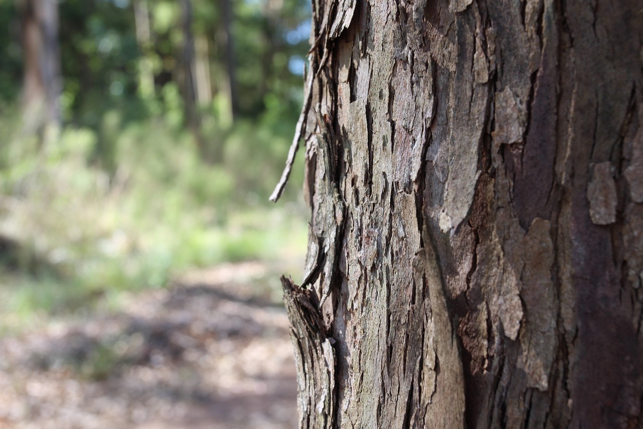 tree wood trunk free photo