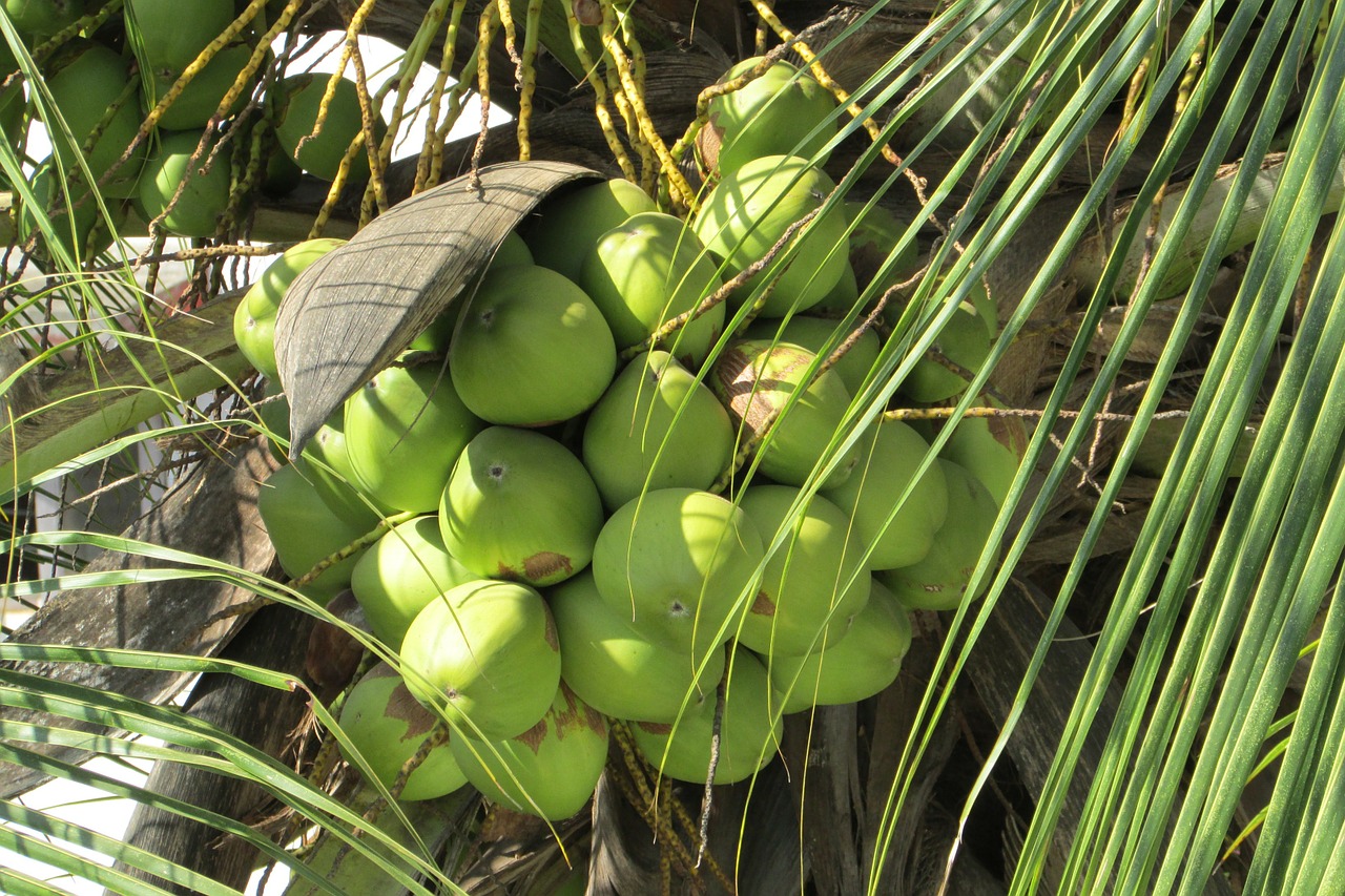 tree coconuts fruit free photo