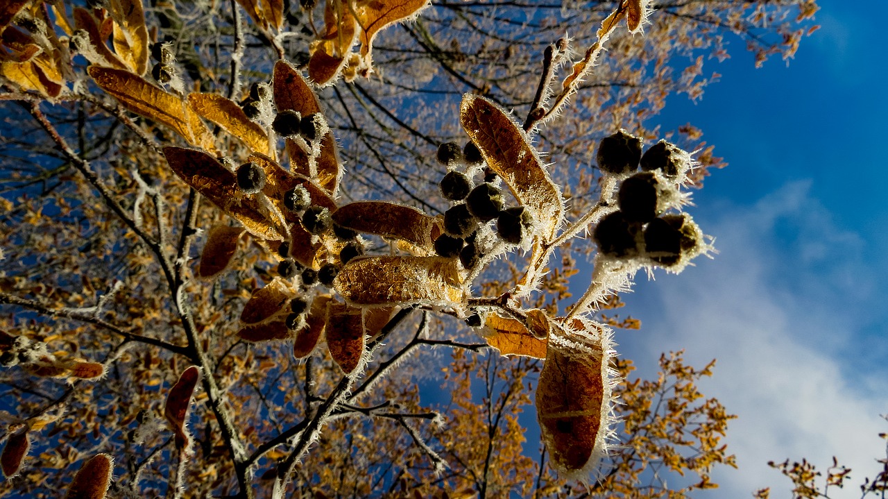 tree autumn fall color free photo