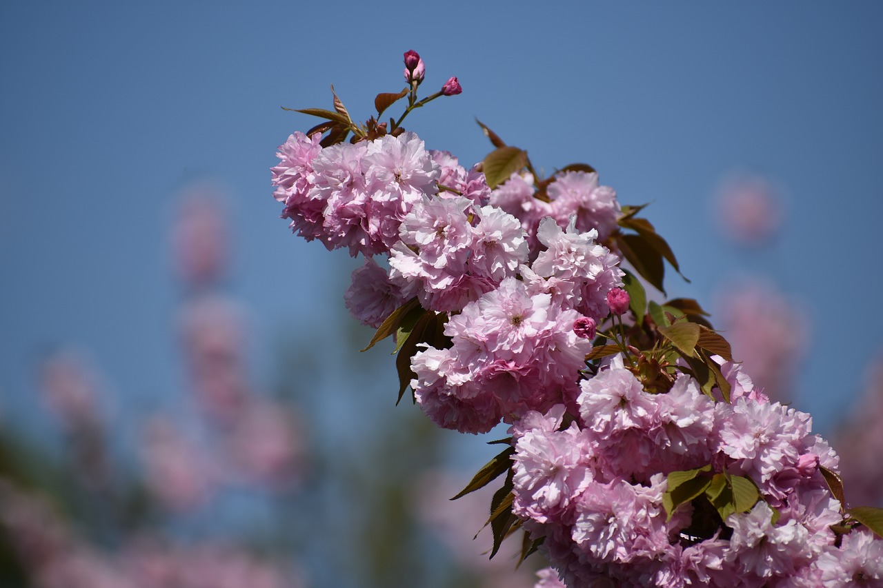 tree blossom spring free photo