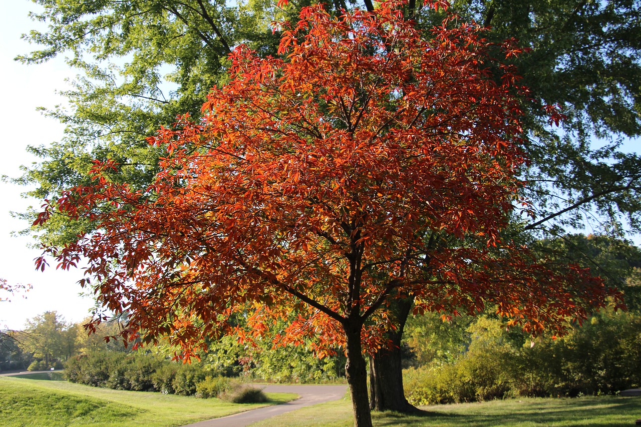 tree autumn leaves fall colors free photo