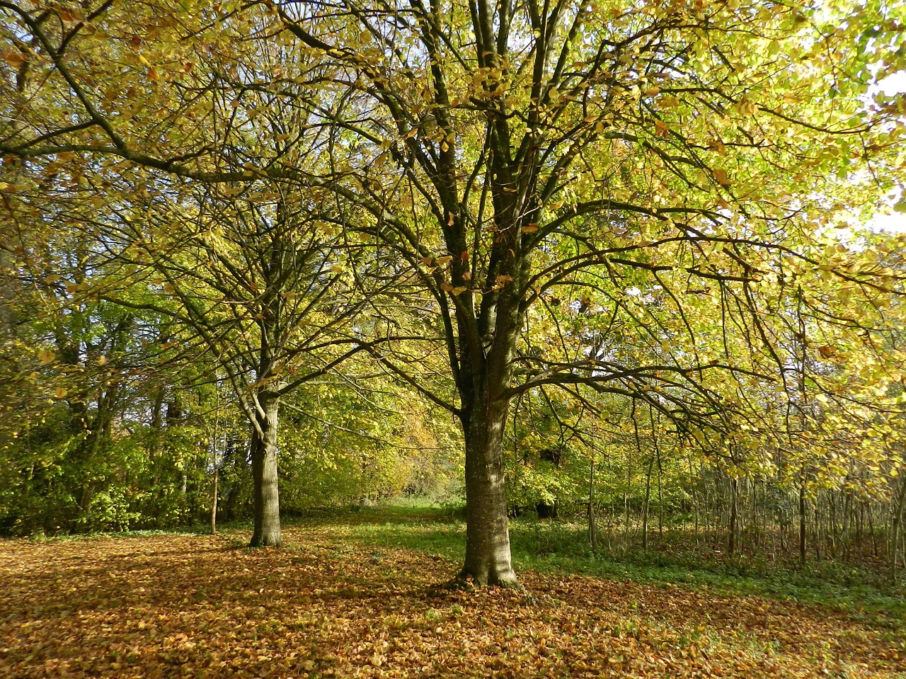 tree undergrowth fall free photo