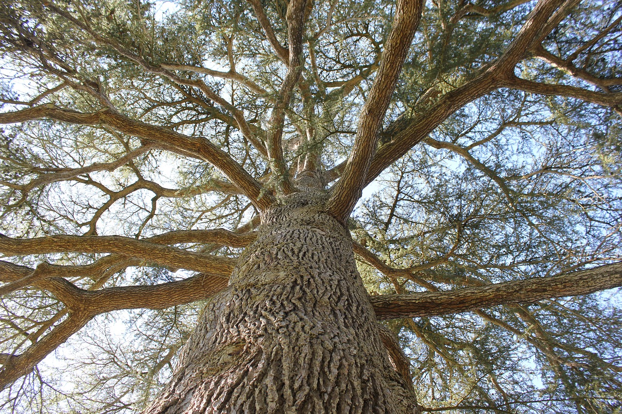 tree centenary wood free photo