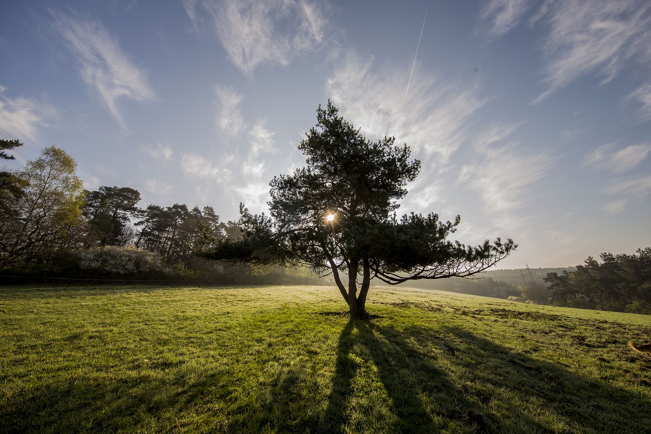 tree nature beauty free photo