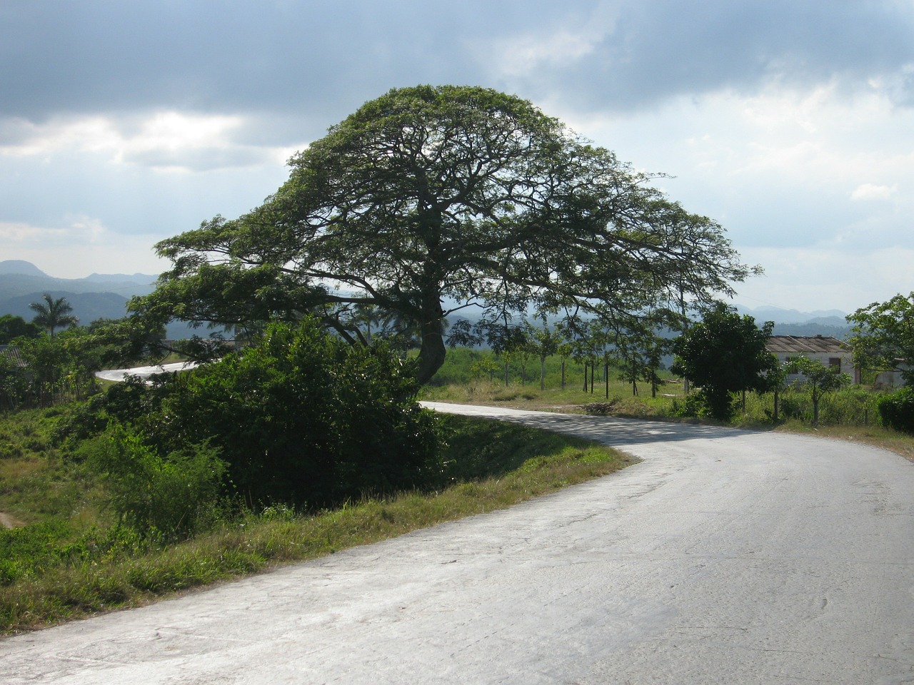 tree cuba landscape free photo