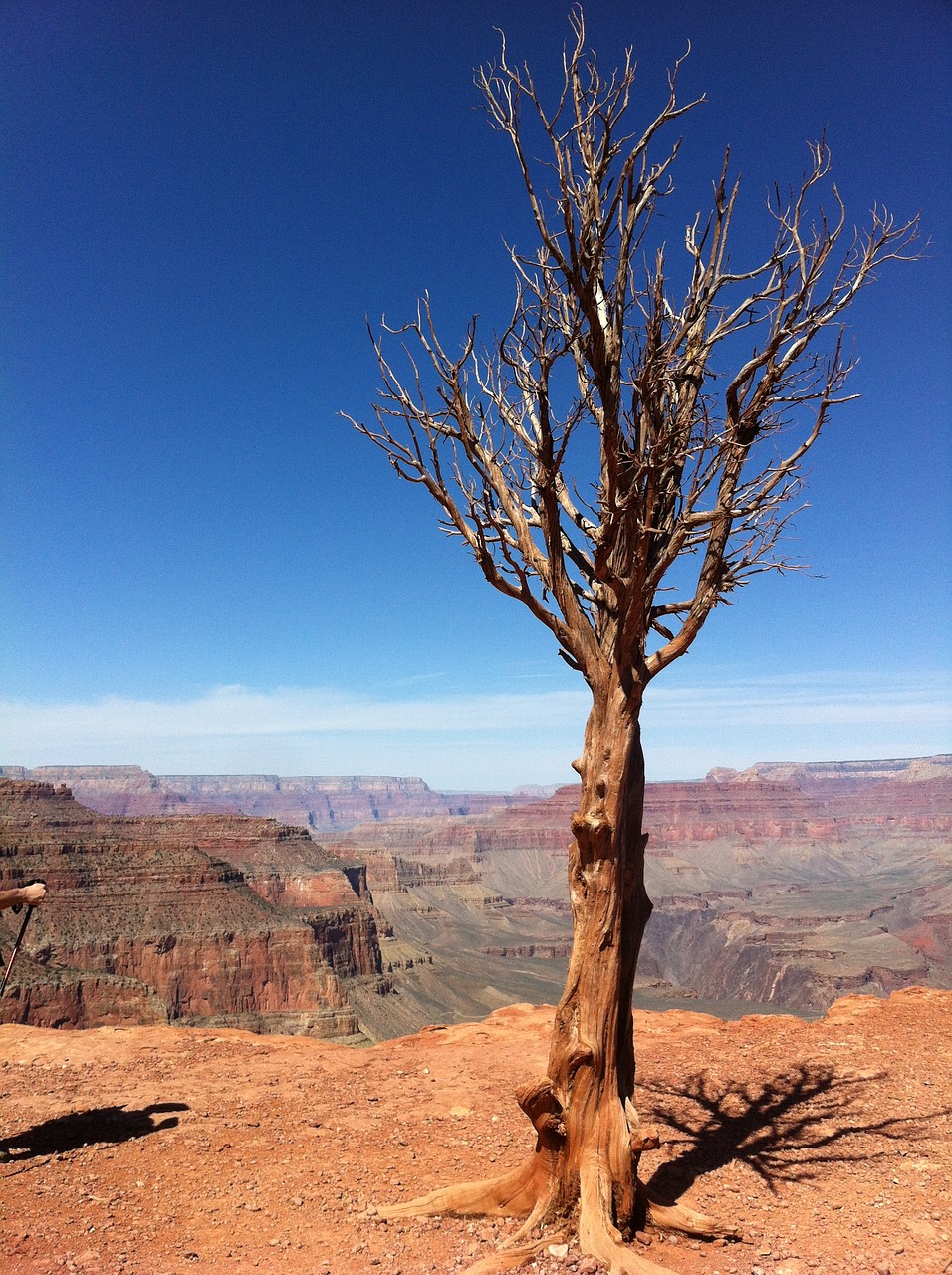 tree canyon grand free photo