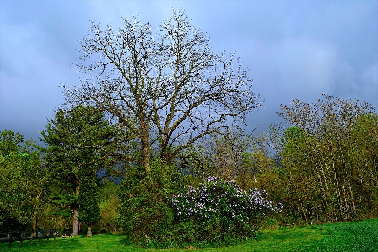 tree park lilac bush free photo