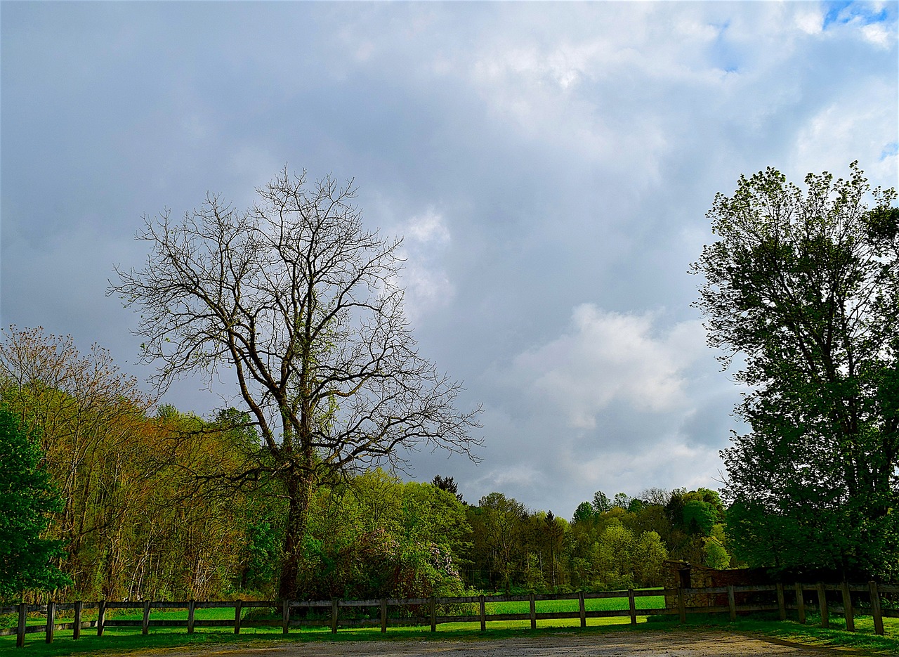 tree green sunlight free photo