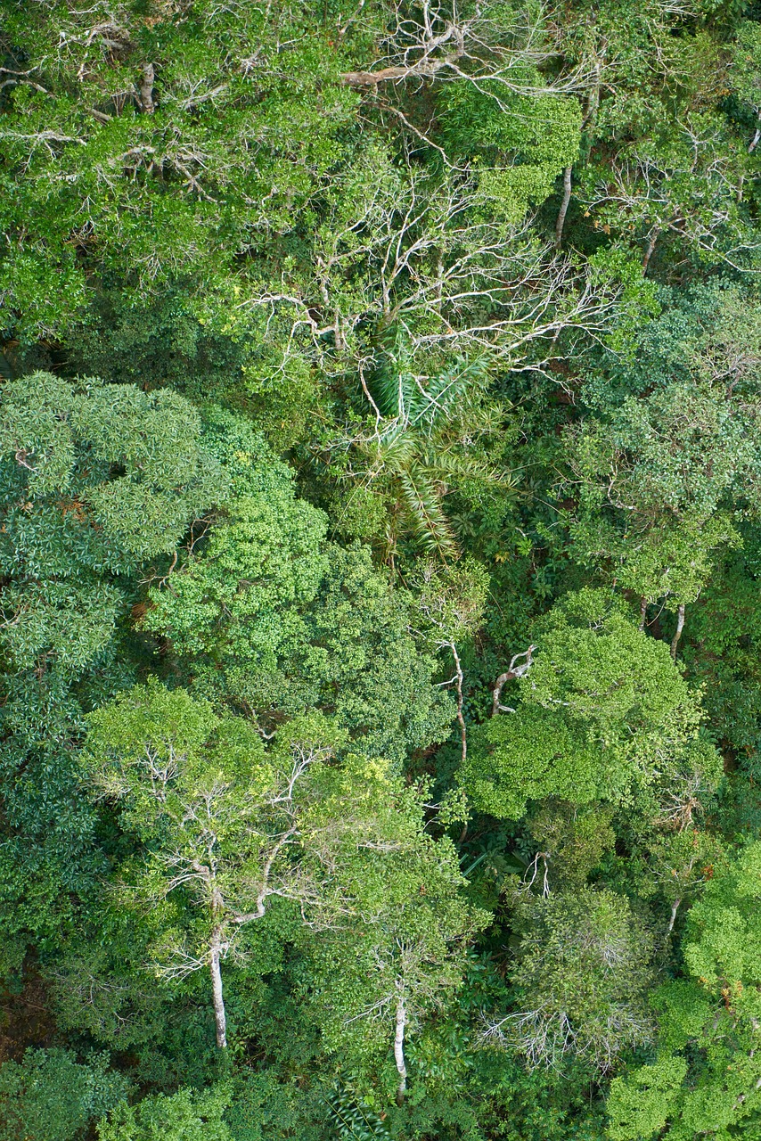 tree forest nature free photo